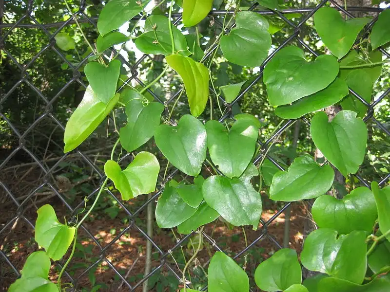 Foto de Smilax rotundifolia (Smilax rotundifolias)