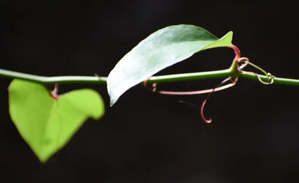 Foto de Smilax rotundifolia - Leaves and Stem (Warren County,NC):Cathy Dewitt