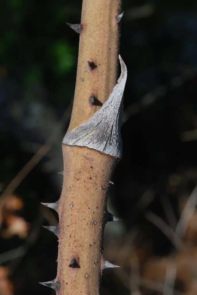 Фото Smilax smallii (Smilax smalliis)