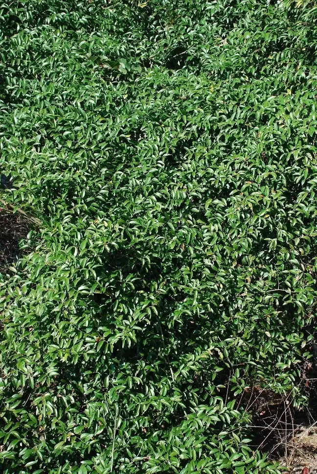 Фото Smilax smallii (Smilax smalliis)