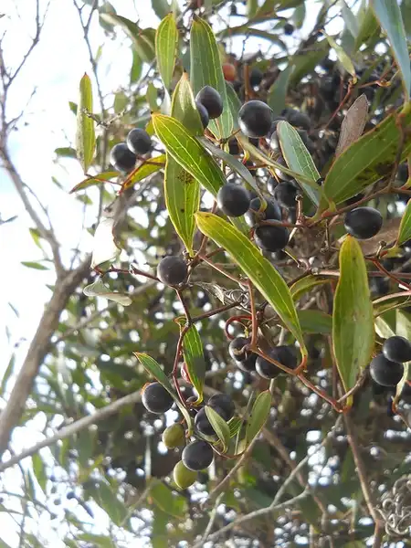 Фото Smilax smallii - :Javier Alejandro