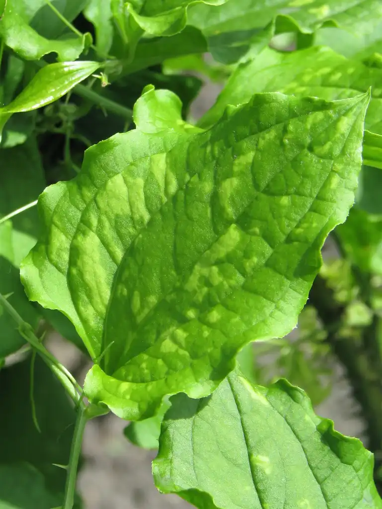 Фото Smilax tamnoides (Smilax tamnoidess)