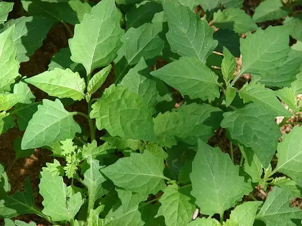 Photo of Solanum americanum (Solanum americanums)