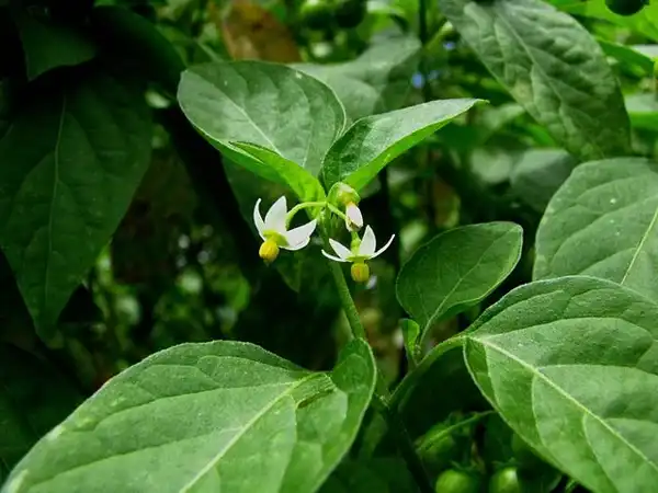 Photo of Solanum americanum (Solanum americanums)