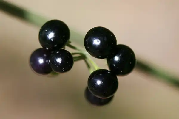 Photo of Solanum americanum - Berries:Arthur Chapman