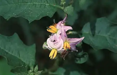 Photo of Solanum carolinense (Solanum carolinenses)
