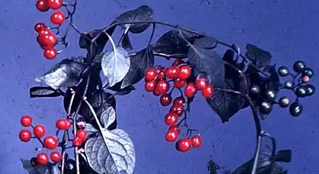 Фото Solanum dulcamara (Solanum dulcamaras)