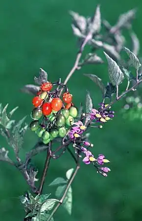 Фото Solanum dulcamara (Solanum dulcamaras)