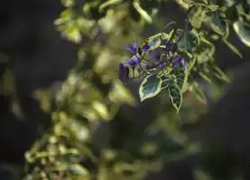 Фото Solanum dulcamara - :