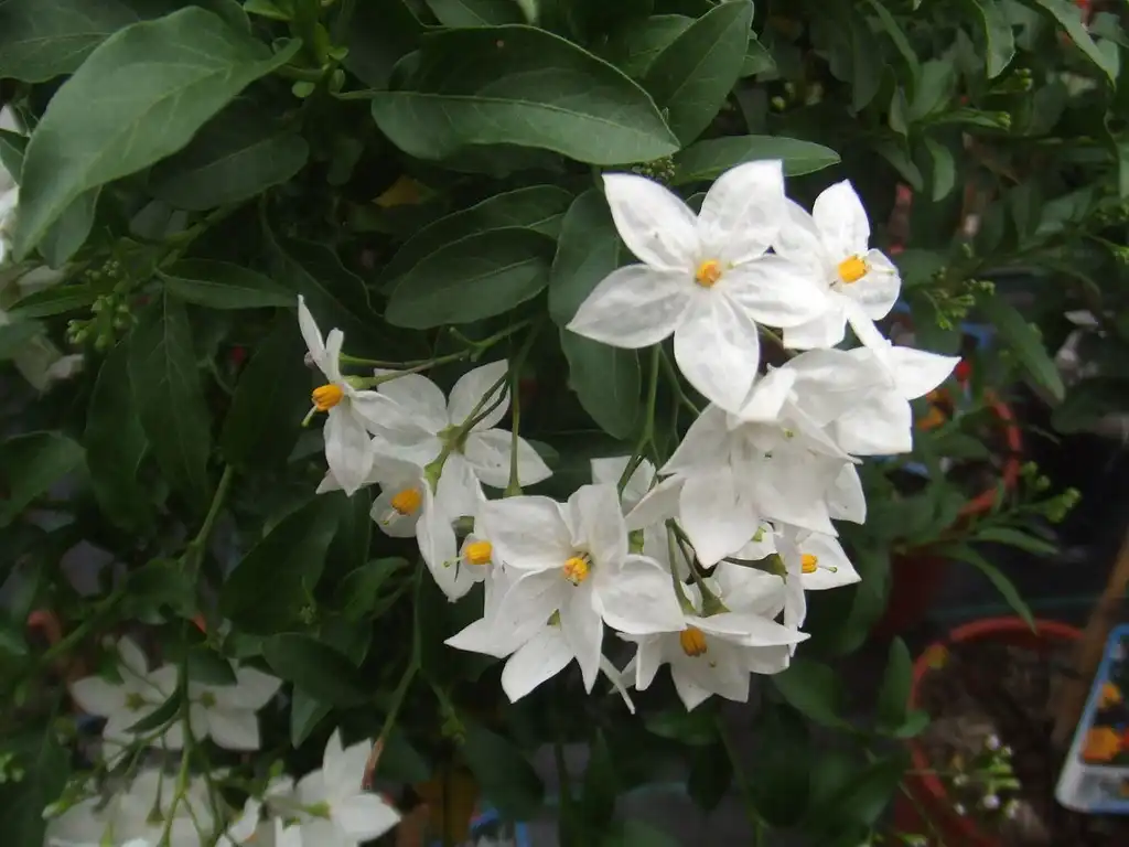 Photo of Solanum laxum (Solanum laxums)