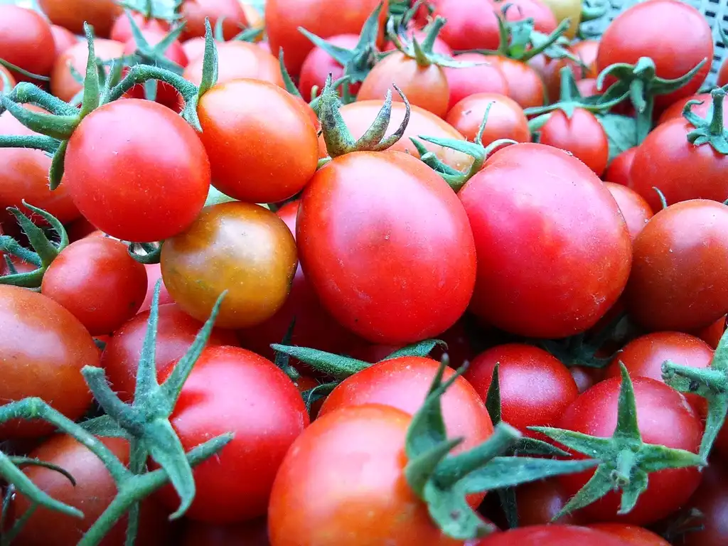 Photo of Solanum lycopersicum (Solanum lycopersicums)