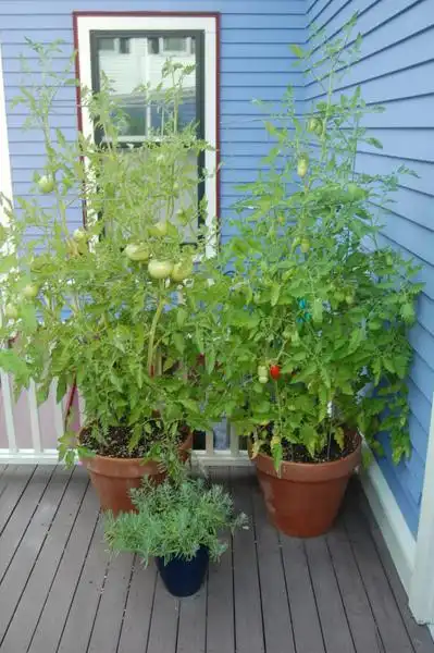 Photo of Solanum lycopersicum (Solanum lycopersicums)