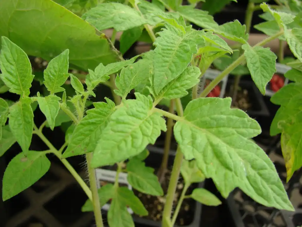 Photo of Solanum lycopersicum - leaves:Forest and Kim Starr