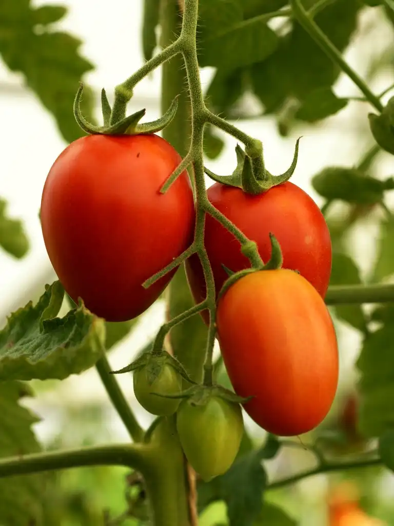Photo of Solanum lycopersicum - Fruit and stem arrangement:Böhringer Friedrich