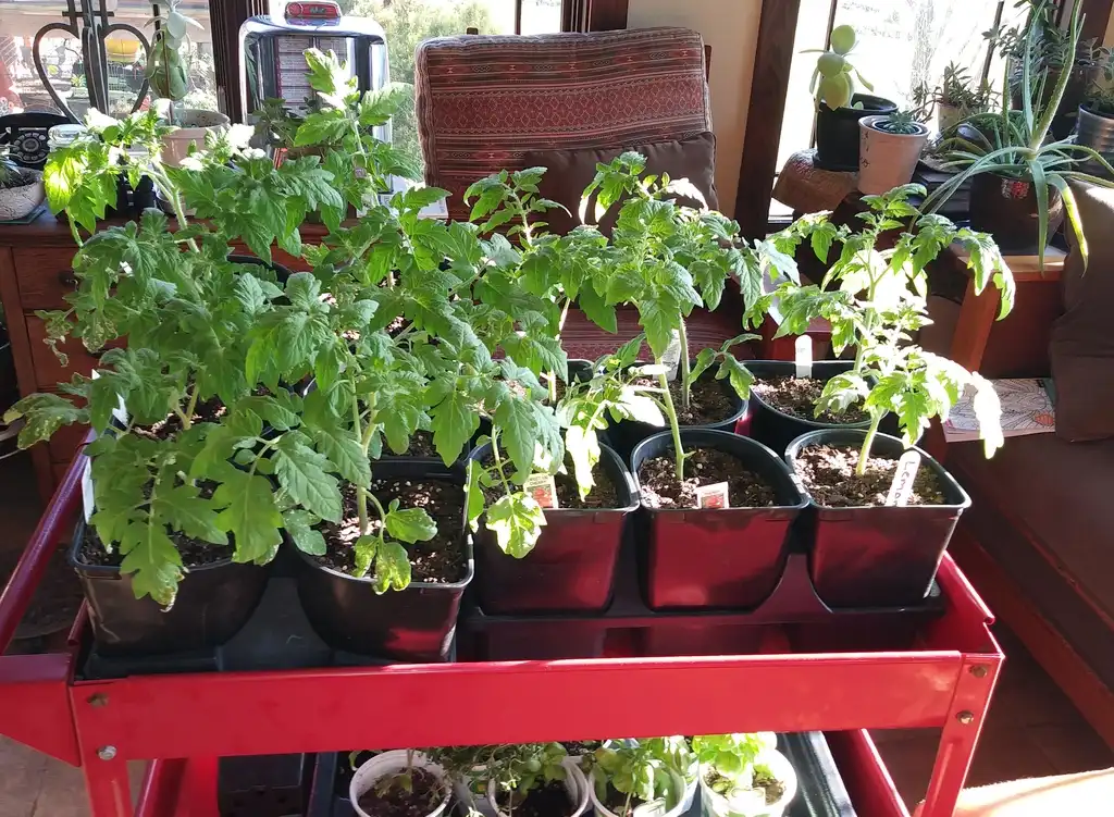 Photo of Solanum lycopersicum - Assortment of tomatoes in a sunroom (May 25):Dotty Leatherwood