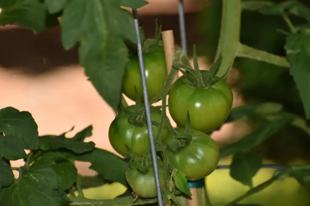 Photo of Solanum lycopersicum - 'Super Fantastic' fruit, Warren County, NC:Cathy Dewitt