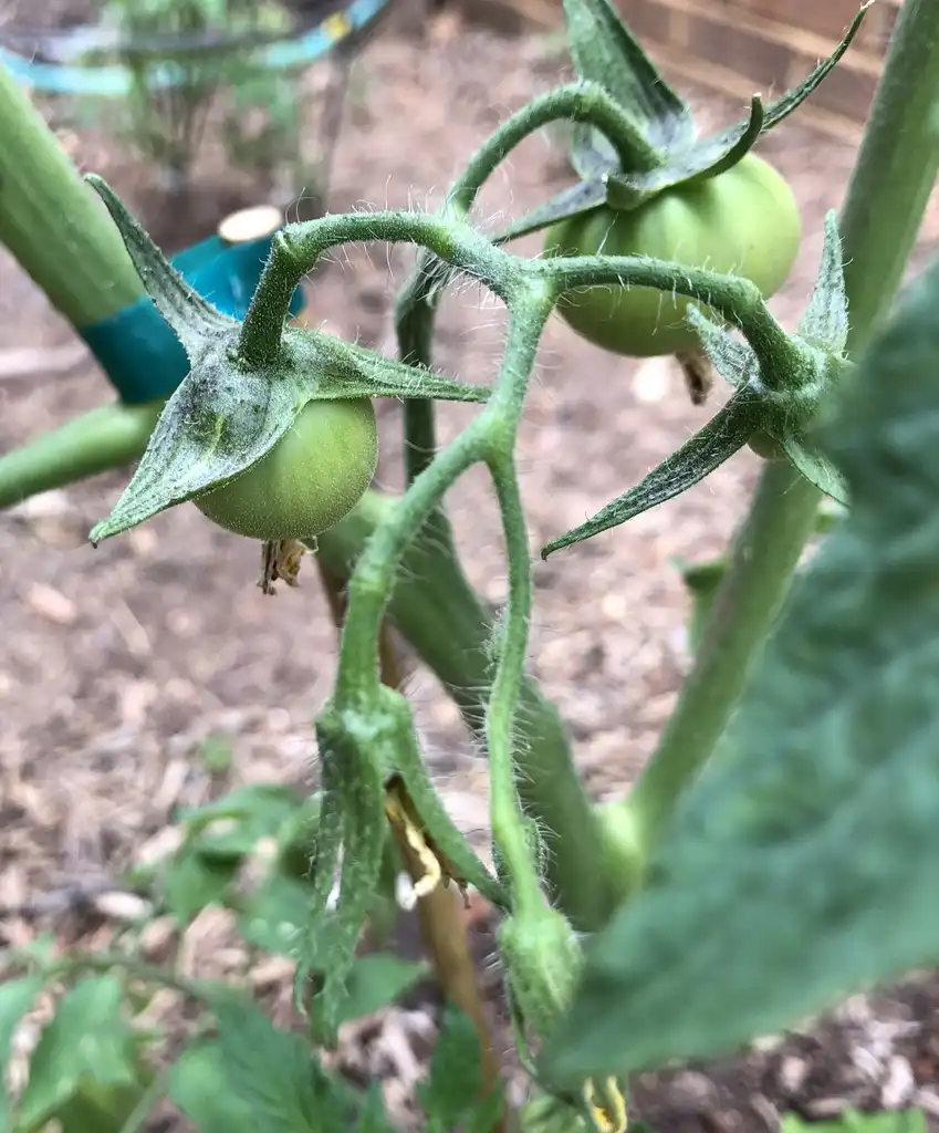 Photo of Solanum lycopersicum - 'Super Fantastic' Early bloom (Warren County, NC)-Late Spring:Cathy Dewitt