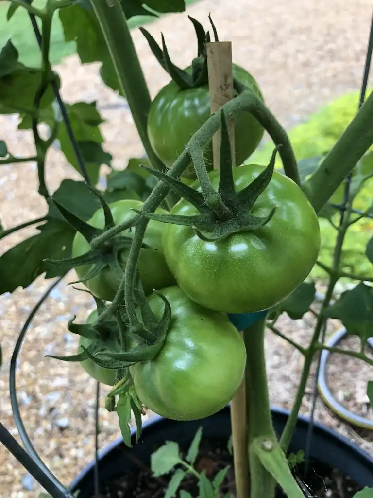 Photo of Solanum lycopersicum - 'Super Fantastic' Fruit (Warren County,NC)-Late Spring:Cathy Dewitt