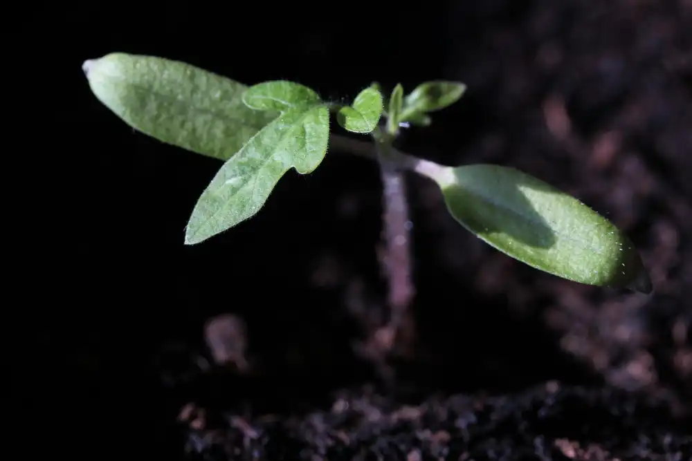 Photo of Solanum lycopersicum - Tomato seedling:Airflore