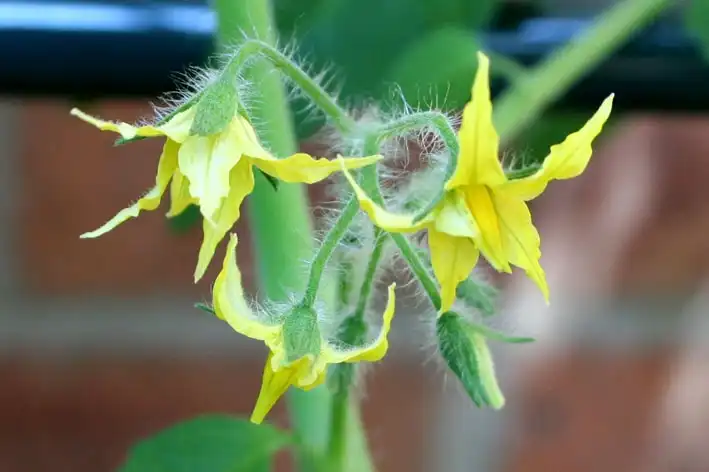 Photo of Solanum lycopersicum - Tomato flowers:ali graney