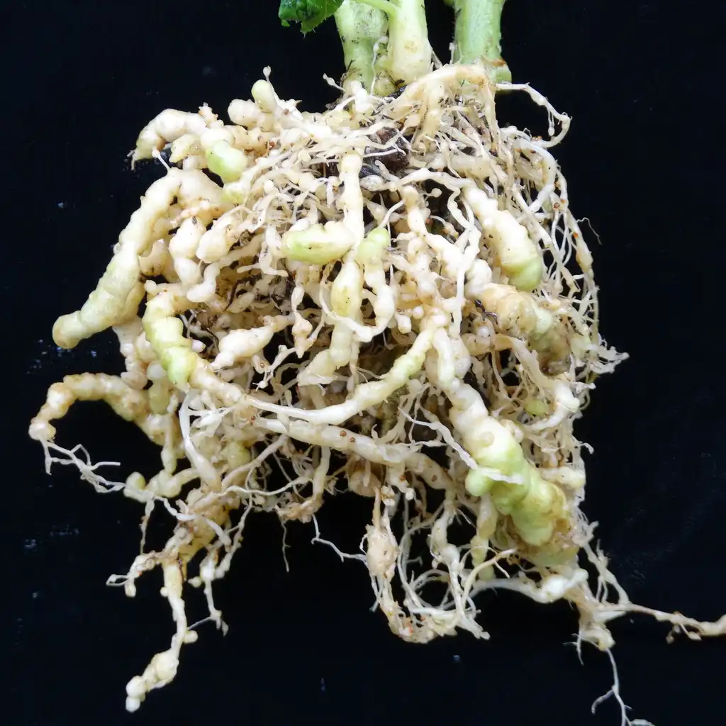Photo of Solanum lycopersicum - Root-knot nematodes (specifically Meloidogyne incognita) on variety 'Pixie':Scot Nelson