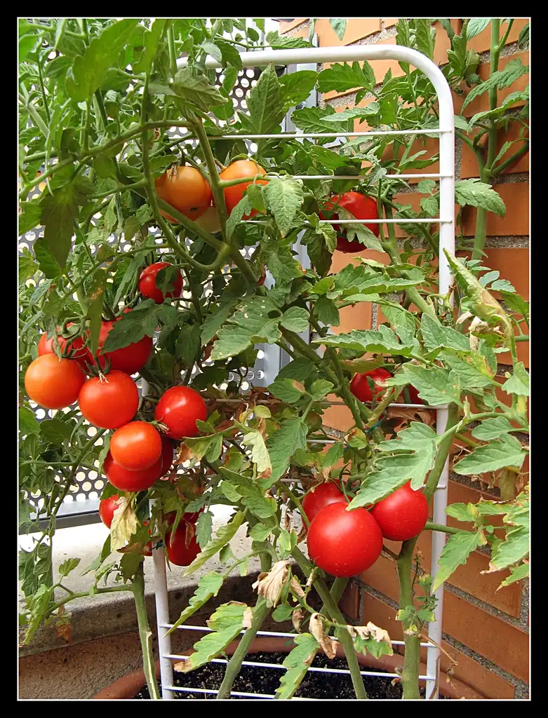 Photo of Solanum lycopersicum - Vines climbing on support:fuentedelateja