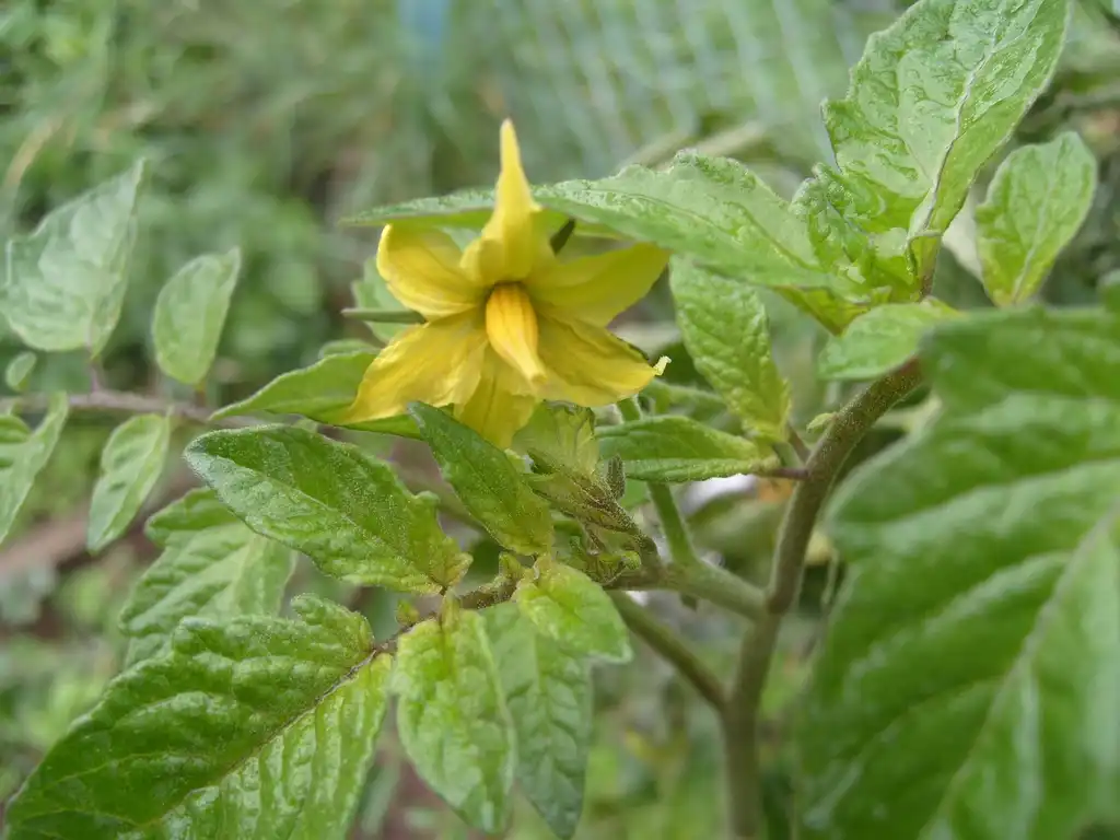 Photo of Solanum lycopersicum - flower:Reaperman
