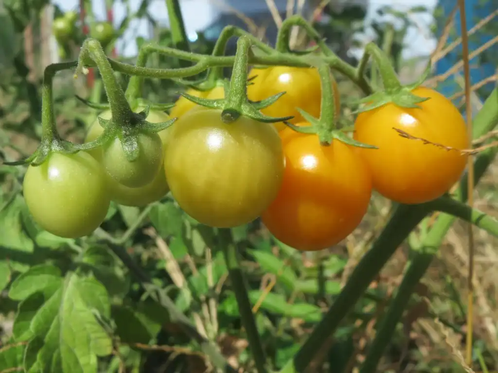 Photo of Solanum lycopersicum - Unripe tomatoes:Andreas Rockstein