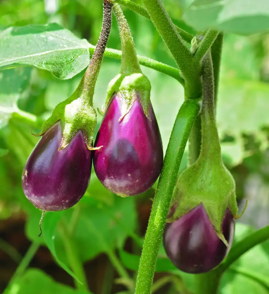 Photo of Solanum melongena (Solanum melongenas)