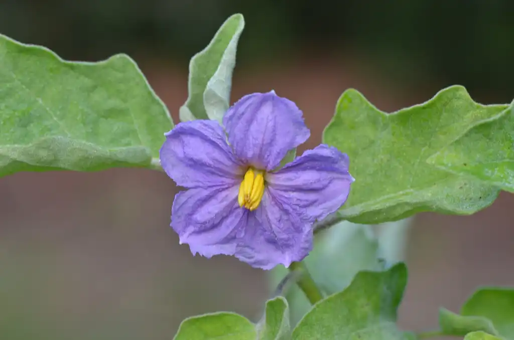 Photo of Solanum melongena (Solanum melongenas)