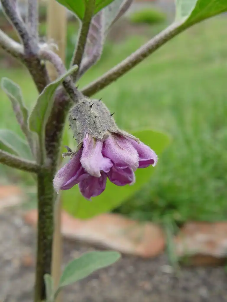 Photo of Solanum melongena - Flower:Mnolf
