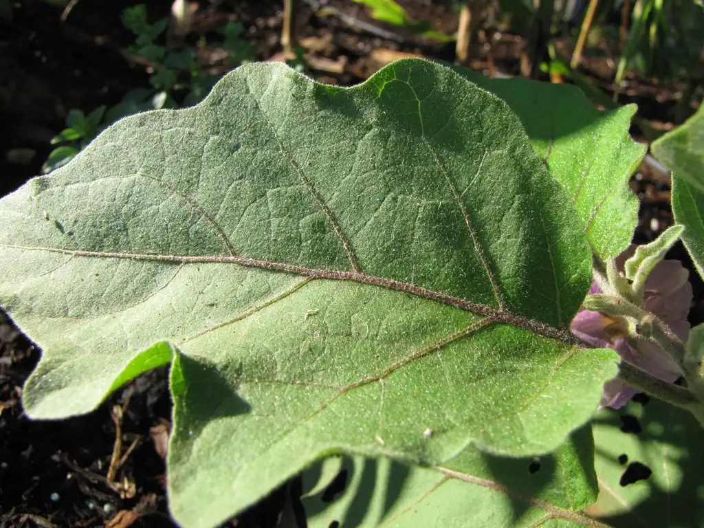 Photo of Solanum melongena - Leaf:Forest and Kim Starr