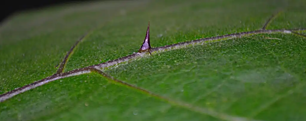 Photo of Solanum melongena - Spine on leaf:Viswaprabha