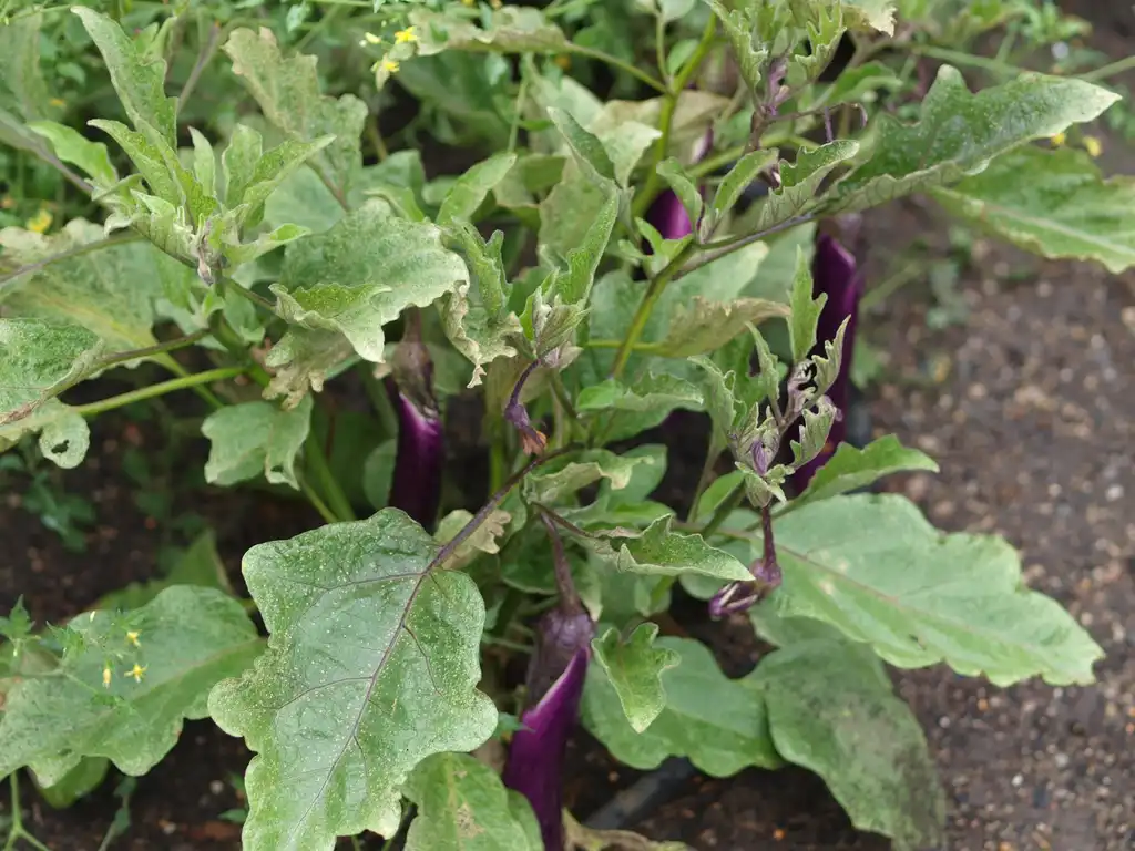 Photo of Solanum melongena - 'Ping Tung Long' leaves, form, and fruits:R. D. Richards