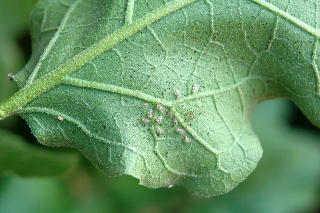 Photo of Solanum melongena - Leaf with frass and cotton lace bug (Corythucha gossypii):Scot Nelson