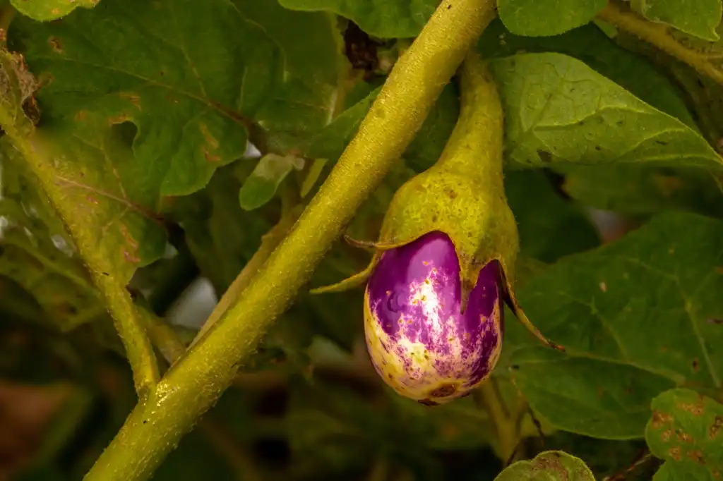 Photo of Solanum melongena - Fruit:B Balaji