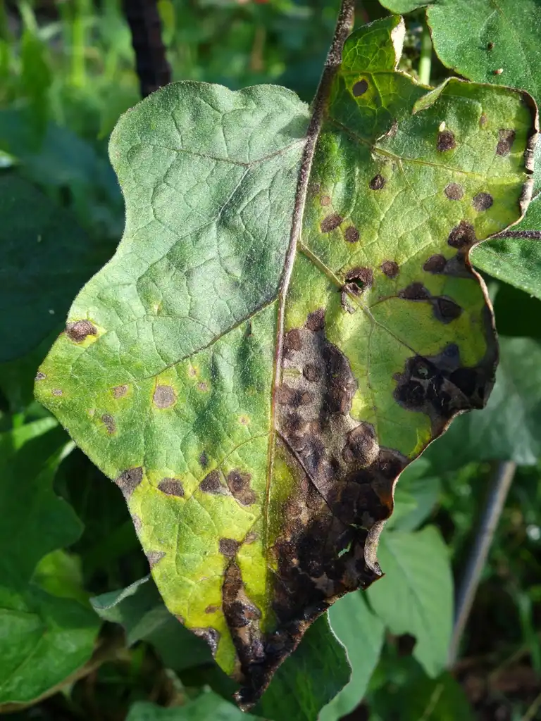 Photo of Solanum melongena - Leaf with Cercospora leaf spot:Scot Nelson