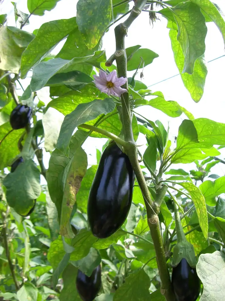 Photo of Solanum melongena - Fruit and leaves:Miya.m