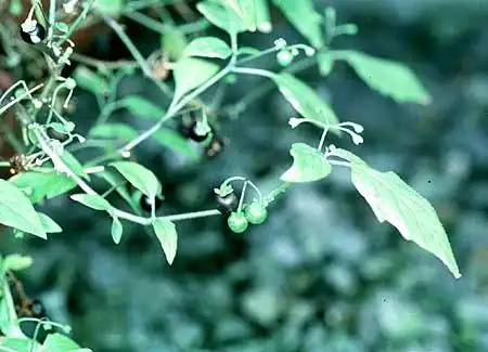 Photo of Solanum nigrum (Solanum nigrums)