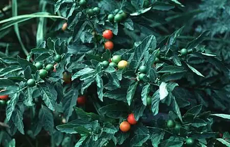 Photo of Solanum pseudocapsicum (Solanum pseudocapsicums)