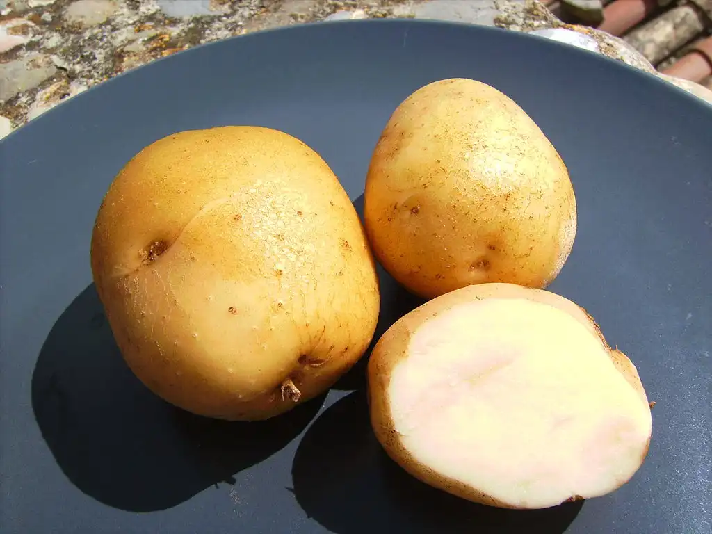 Foto de Solanum tuberosum (Solanum tuberosums)