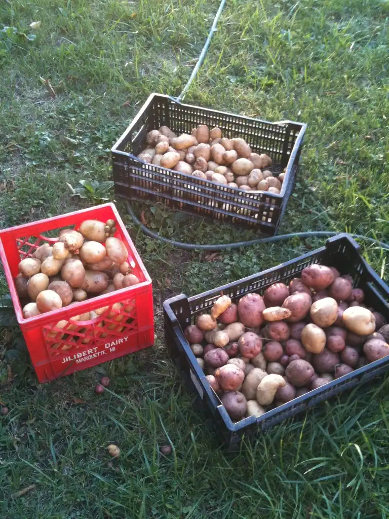 Foto de Solanum tuberosum (Solanum tuberosums)