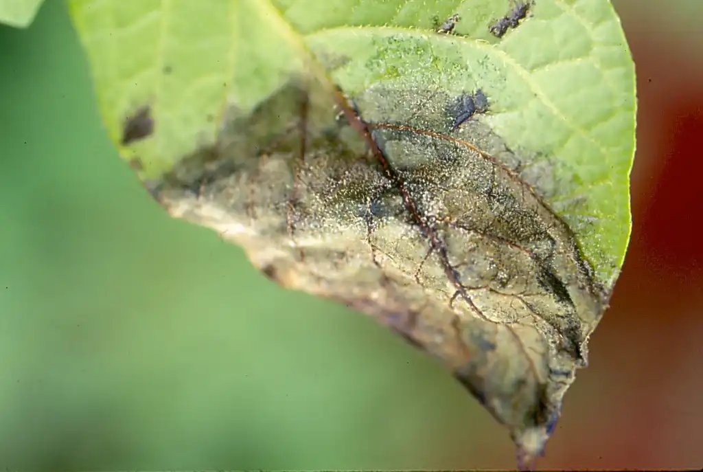 Foto de Solanum tuberosum - Leaf Late blight (from Phytophthora infestans):Scot Nelson