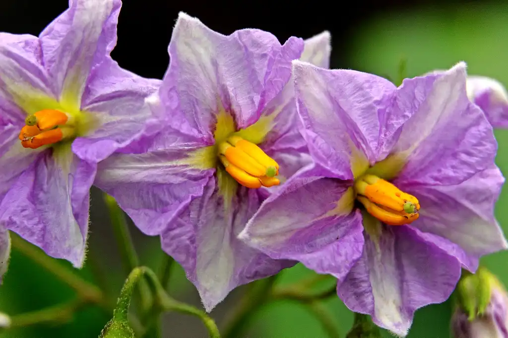 Foto de Solanum tuberosum - Purple flowers close up:Peter Kerrawn