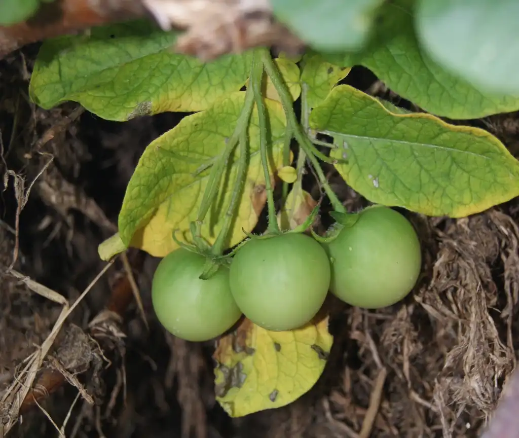 Foto de Solanum tuberosum - Poisonous green fruit:Danny S.