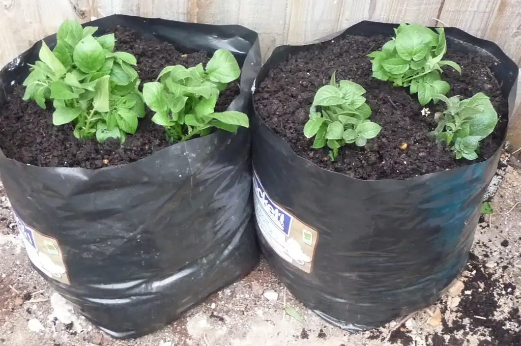Foto de Solanum tuberosum - Potatoes in a grow bag:mrmole