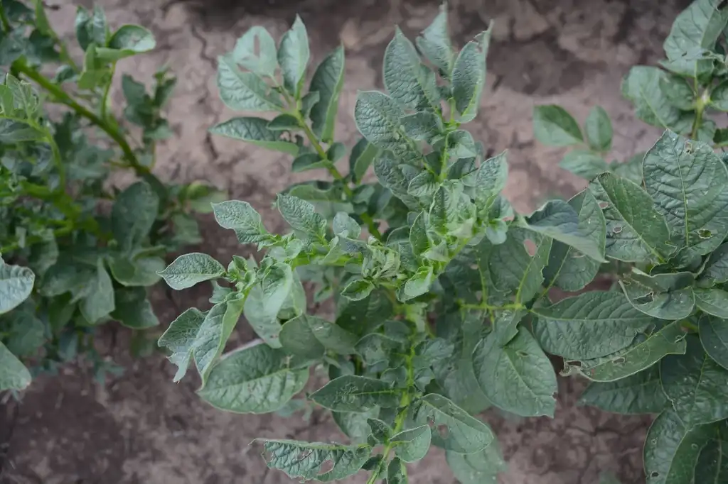 Foto de Solanum tuberosum - Fully grown potato plant:AgriLife Today