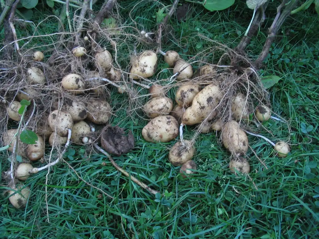 Foto de Solanum tuberosum - 'Bintje' potato plants uprooted for harvesting:Josh Graciano