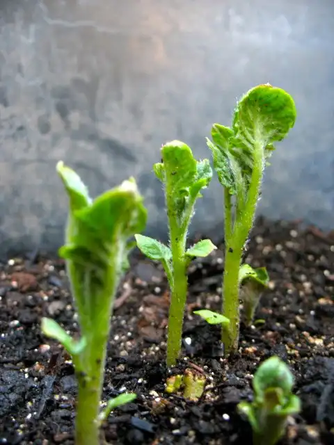 Foto de Solanum tuberosum - Potato seedlings:Allison P.