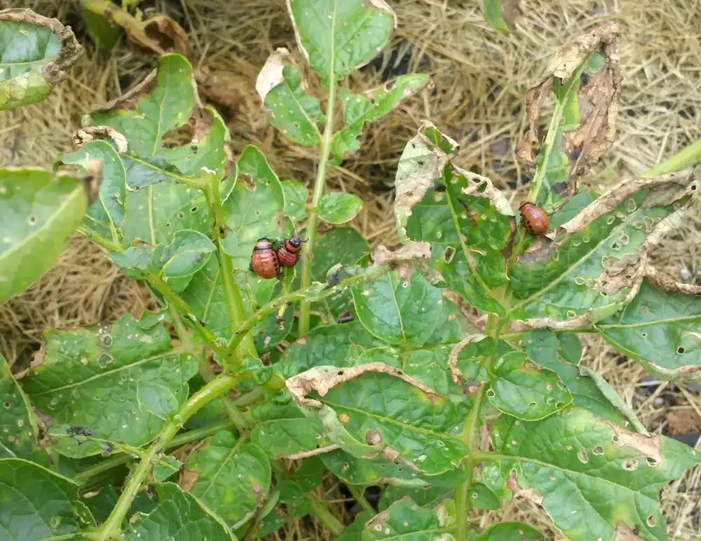 Foto de Solanum tuberosum - Colorado Potato Beetle larvae and leaf damage:Renee